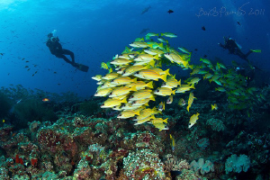 diving with school of blue striped snappers in Kuda Rah T... by Boris Pamikov 